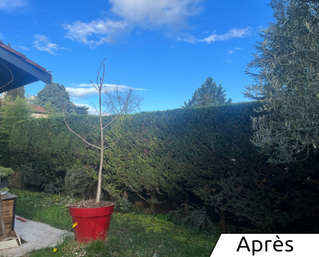 élaguage d'une haie