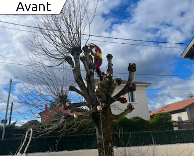 IlRenov à Caluire 69 avec la taille d'un arbre