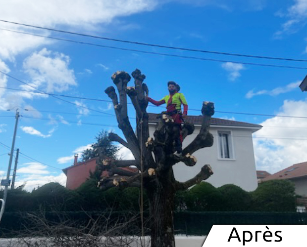 IlRenov à Caluire 69 résultat de la taille d'un arbre